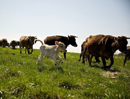 cows with calf running across field